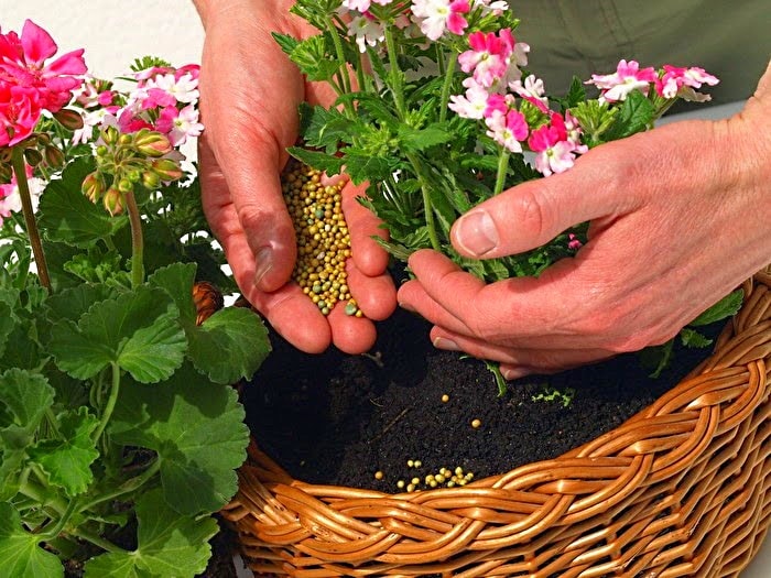 Удобрения для цветения комнатных растений