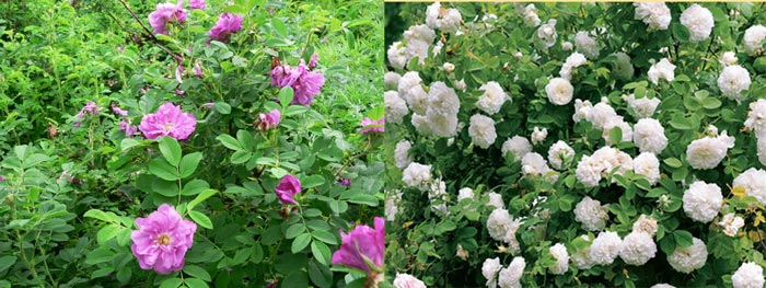 Цветущие кустарники розы морщинистой