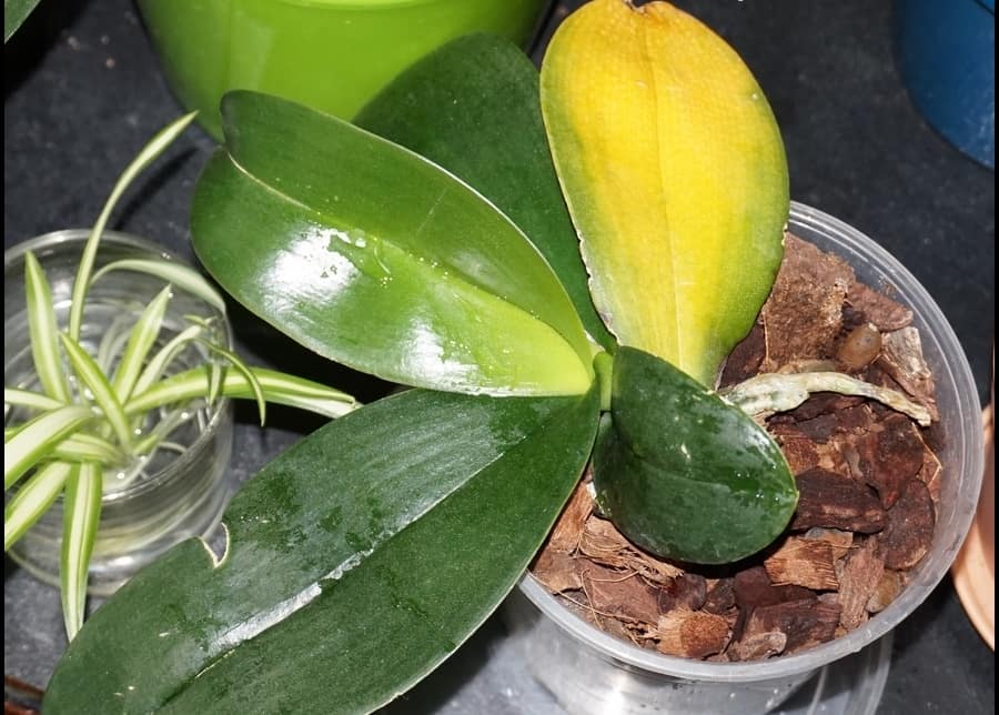 Что делать если у орхидеи желтеют листья