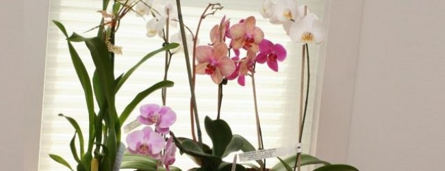 орхидея приметы и суеверия