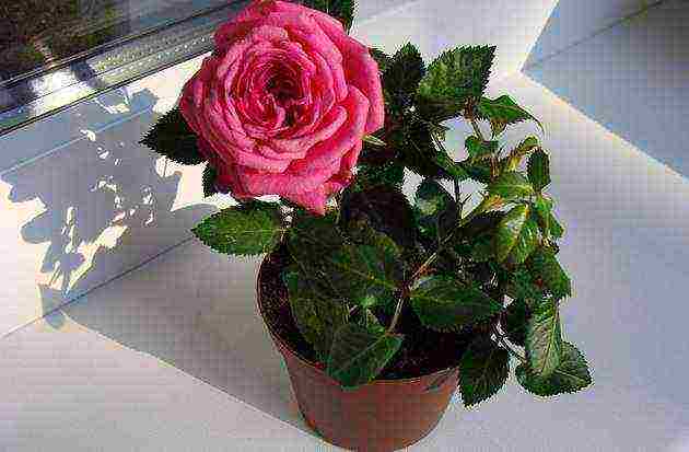 как выращивать кустовую розу в домашних условиях