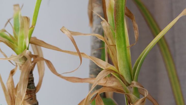 Грибковое заболевание альтернариоз, или светло-коричневая пятнистость, - одна из самых частых проблем ложной пальмы.