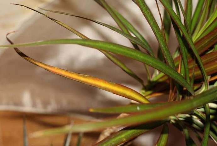 При поражении гетероспориозом, или листовой пятнистостью, на листве появляются мелкие желтые или коричневатые пятна