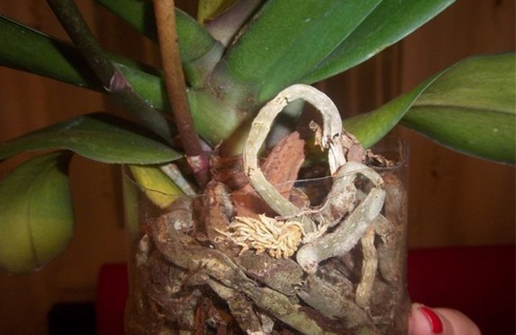орхидея корни