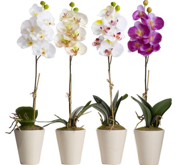 Для орхидеи необходим такой грунт, который способен удержать фаленопсис в вертикальном положении