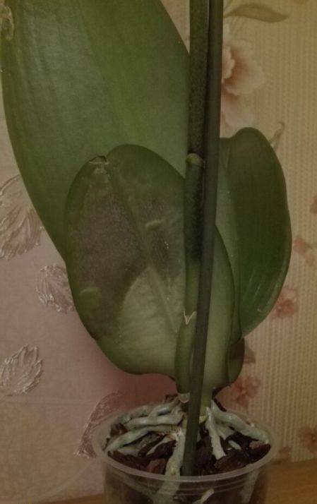 обмороженная орхидея