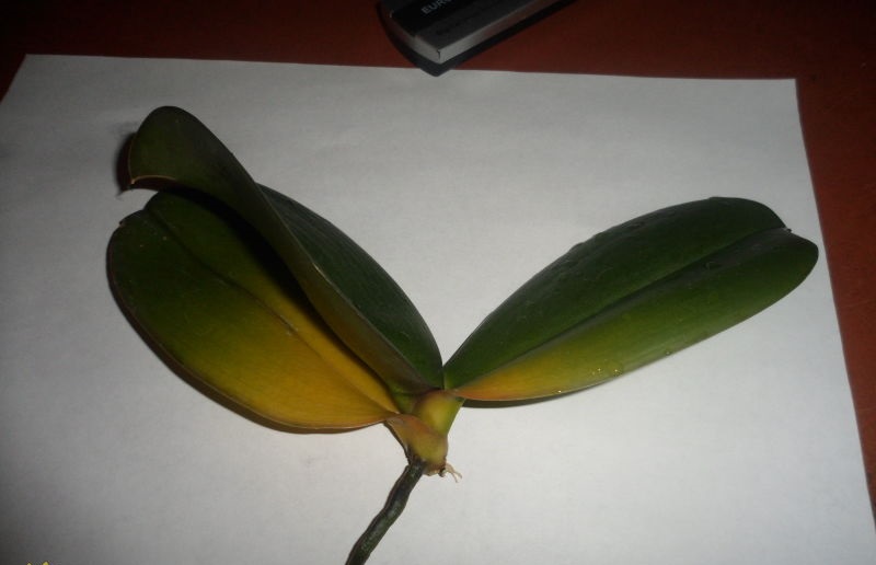 орхидея фаленопсис желтеют нижние листья