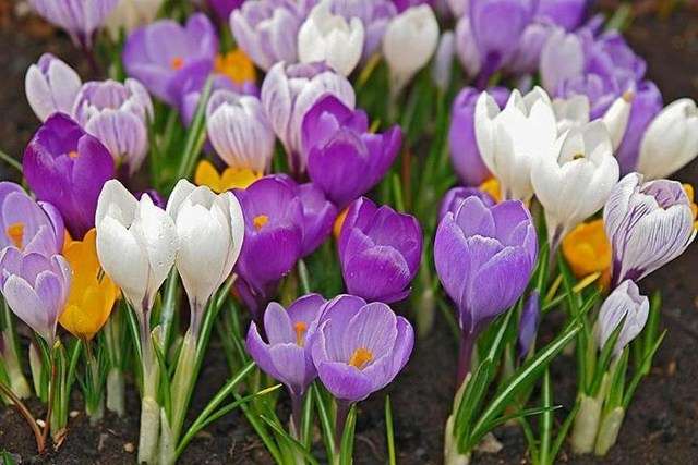 Крокусы (Шафран) – цветут вместе с галантусами, имеют разноцветные бутоны: