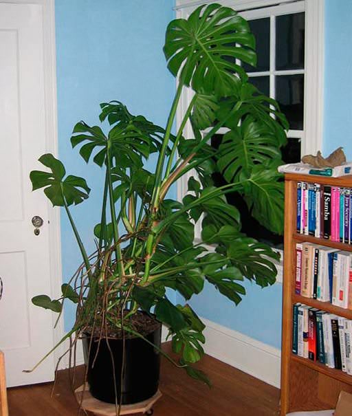 Монстера остается довольно популярным комнатным растением