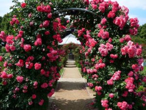 Быстро размножить плетистые розы и получить устойчивые растения можно, освоив искусство окулировки роз.