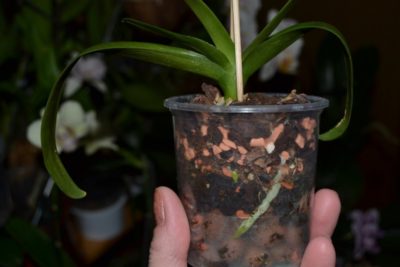 Серамис грунт для орхидей