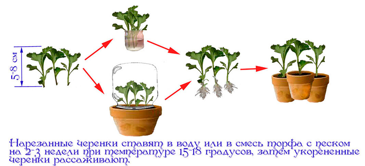 Размножение хризантем: основные способы и их особенности