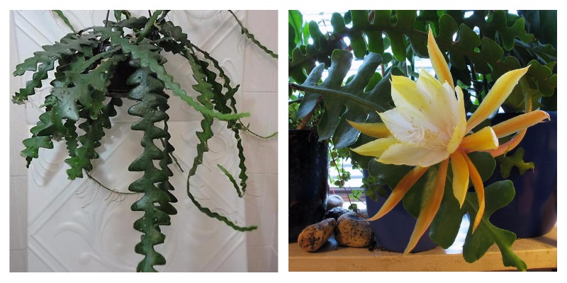 Эпифиллум - лесной кактус с красивыми цветками
