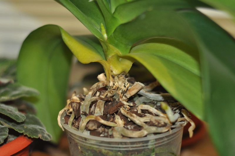 Как вылечить орхидею в домашних условиях