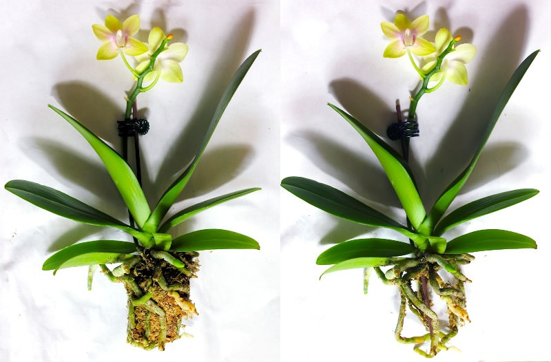 Не дайте растению засохнуть, ведь реанимация цветка возможна даже в том случае, если у орхидеи не только сгнили корни, но и отделились все точки роста