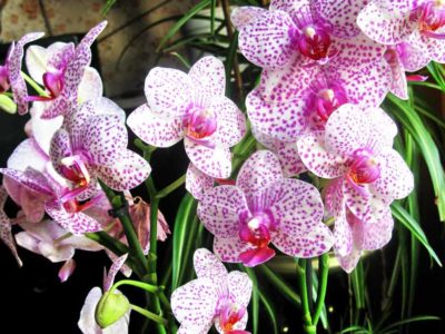 Где растет орхидея в природе