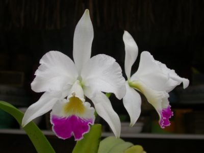 Как выращивать орхидеи в домашних условиях
