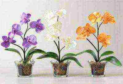 какие орхидеи можно выращивать в стеклянной вазе