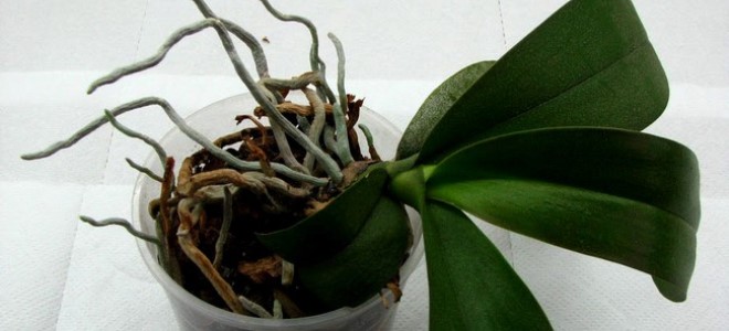 корни орхидеи вылезли из горшка