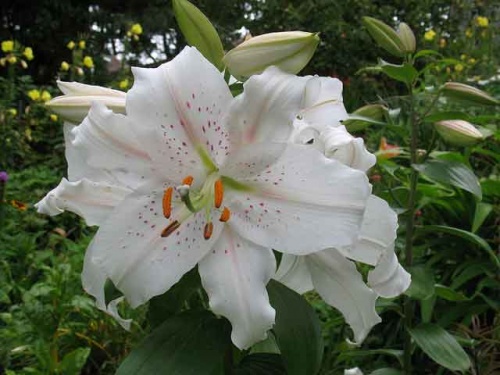 Белая лилия в саду