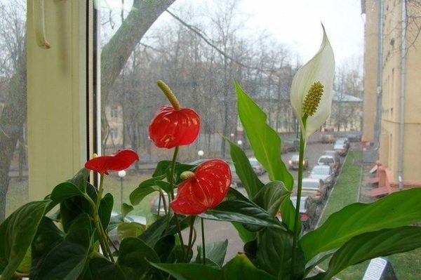 Мужской цветок антуриум: как выглядит, что означает, можно ли сажать его вместе со спатифиллумом?
