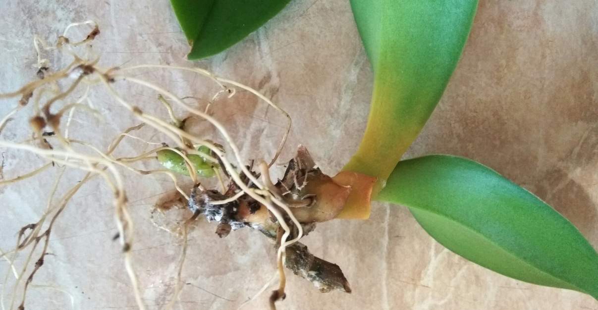 Как вырастить корни у орхидеи