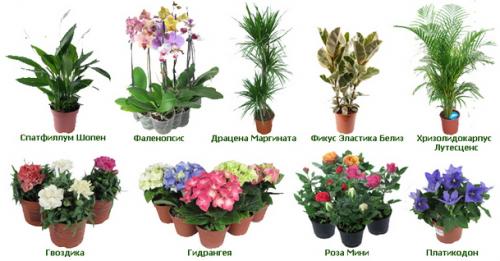 Определитель комнатных растений