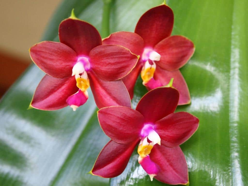 Лучшее удобрение для орхидей