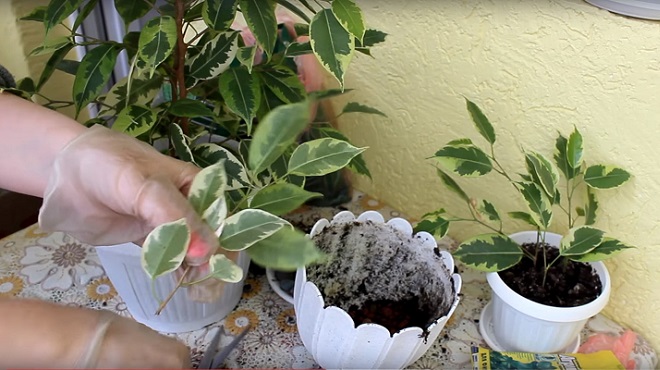 Как правильно посадить фикус в горшок