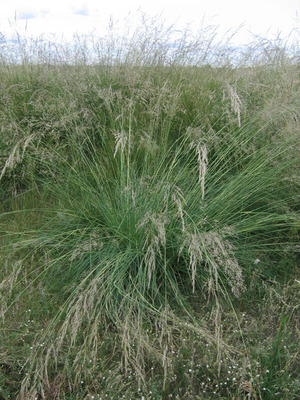 Выращивание пампасной травы