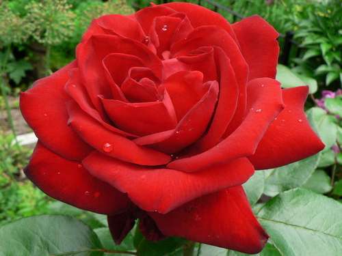Красная роза стала настоящей гордостью цветоводов-любителей