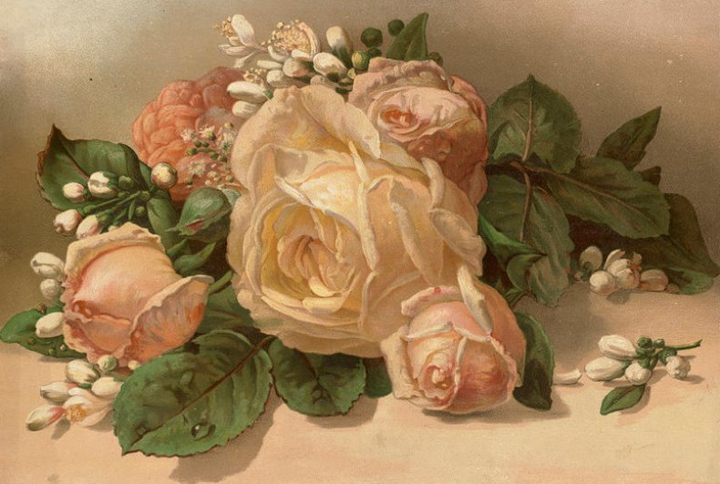 Викторианское изображение розы