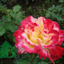 Double delight роза
