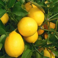 гибрид лимона и апельсина