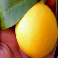 лимон скрещенный с апельсином