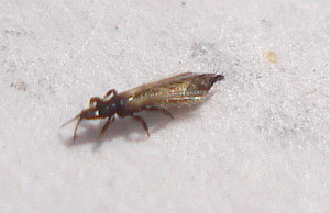 2_Thrips