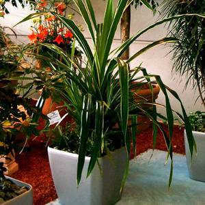 Панданус в домашних условиях - как выращивать растение правильно?
