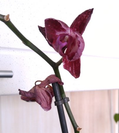 Пересадка орхидеи после цветения