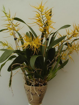 Эквестрии орхидея