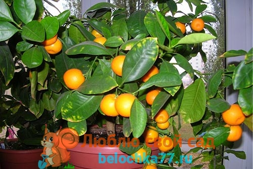 Как вырастить апельсин из косточки вдомашних условиях