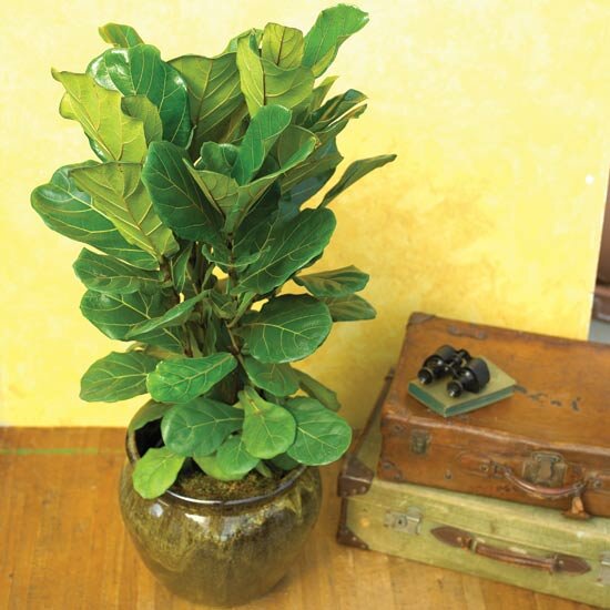 Растение С Крупными Листьями Фото И Названия