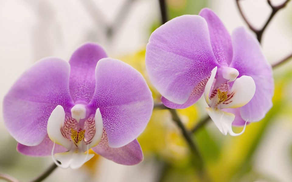 Размножение орхидеи черенками