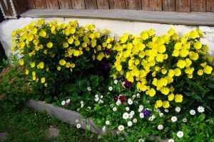 Желтые цветы в саду