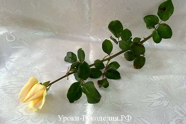 сорта белой розы, букет, цветы подарок, радужная роза