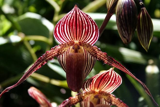 орхидея Золото Кинабалу
