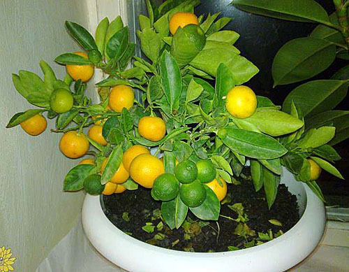 Урожай мандарин на подоконнике