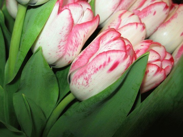 Фотография тюльпанов