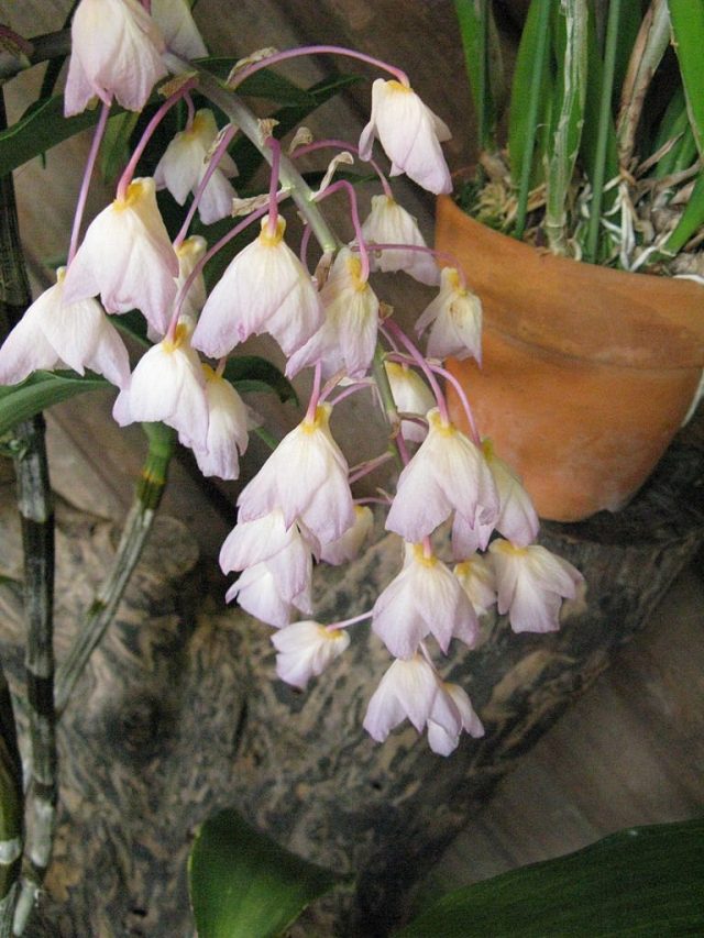 Дендробиум Амабиле (Dendrobium amabile)