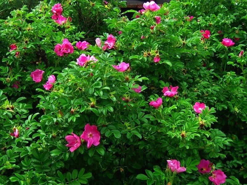 Роза морщинистая – основоположница селекции почвопокровных сортов