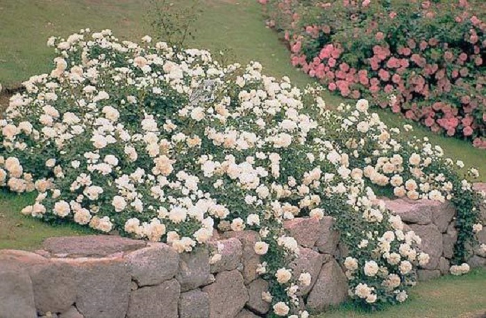 Почвопокровные розы высаживают не только для красоты, они укрепляют почву на откосах